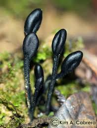 Attēlu rezultāti vaicājumam “Geoglossum sp.”