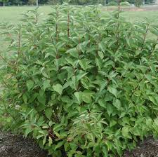 Attēlu rezultāti vaicājumam “Cornus sericea”