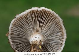 Attēlu rezultāti vaicājumam “Gomphidius glutinosus”