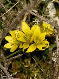 Attēlu rezultāti vaicājumam “Gagea pratensis”