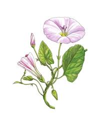 Attēlu rezultāti vaicājumam “Convolvulus arvensis”