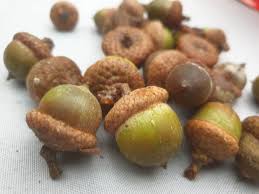 Attēlu rezultāti vaicājumam “Quercus rubra fruit”