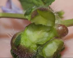 Attēlu rezultāti vaicājumam “Liposthenes glechomae”