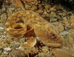 Image result for Zoarces americanus