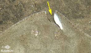 Image result for Gymnura altavela