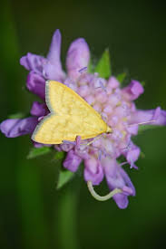 Attēlu rezultāti vaicājumam “Mecyna flavalis”