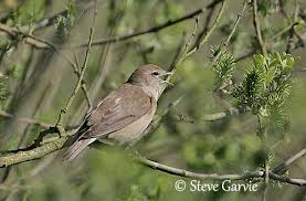 Attēlu rezultāti vaicājumam “Sylvia borin nest”