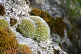 Attēlu rezultāti vaicājumam “Grimmia muehlenbeckii”