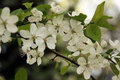 Attēlu rezultāti vaicājumam “Prunus cerasifera var. divaricata flower”