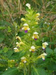 Attēlu rezultāti vaicājumam “Galeopsis speciosa leaf”