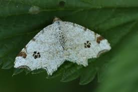 Attēlu rezultāti vaicājumam “Macaria notata”