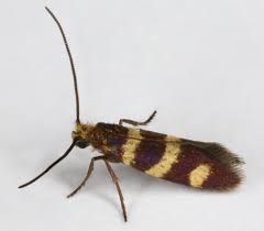 Attēlu rezultāti vaicājumam “Micropterix aureatella”