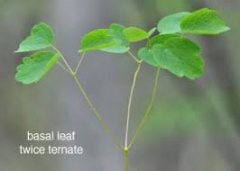 Attēlu rezultāti vaicājumam “Isopyrum thalictroides leaf”