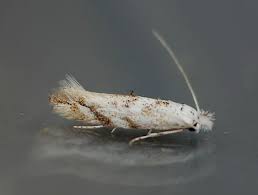 Attēlu rezultāti vaicājumam “Bucculatrix rhamniella”