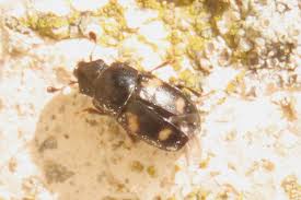 Attēlu rezultāti vaicājumam “Glischrochilus grandis”