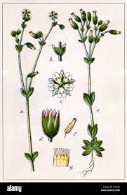 Attēlu rezultāti vaicājumam “Stellaria pallida”