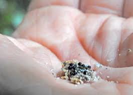 Attēlu rezultāti vaicājumam “Rosellinia desmazieri spores”