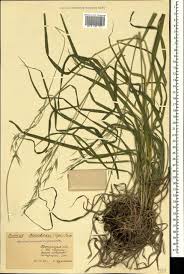 Attēlu rezultāti vaicājumam “Bromopsis benekenii”