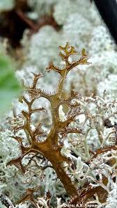 Attēlu rezultāti vaicājumam “Cetraria sepincola”