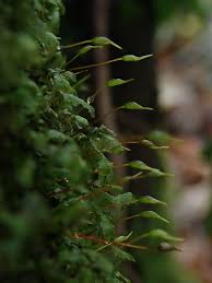 Attēlu rezultāti vaicājumam “Homalia trichomanoides sporophyte”