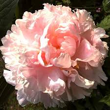 Image result for Pfingstrose