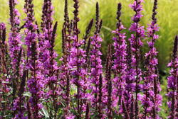 Image result for Blutweiderich