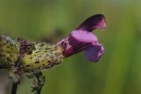 Attēlu rezultāti vaicājumam “Pedicularis palustris flower”