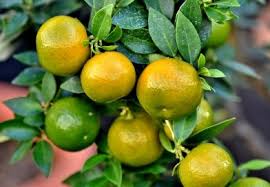 Attēlu rezultāti vaicājumam “Pastinaca sativa subsp. sylvestris fruit”