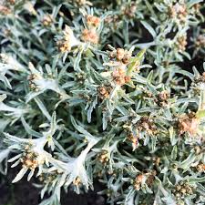 Attēlu rezultāti vaicājumam “Gnaphalium uliginosum leaf”