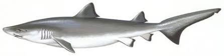 Image result for Galeorhinus galeus