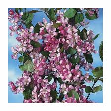 Attēlu rezultāti vaicājumam “Malus purpurea flower”