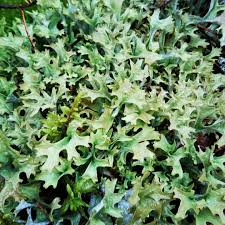 Attēlu rezultāti vaicājumam “Cetraria islandica”