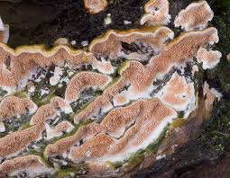 Attēlu rezultāti vaicājumam “Steccherinum bourdotii”