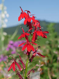 Image result for Lobelien