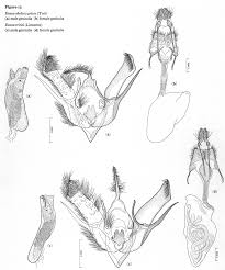 Attēlu rezultāti vaicājumam “Lacanobia contigua imago”