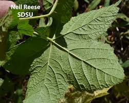 Attēlu rezultāti vaicājumam “Rubus parviflorus leaf”