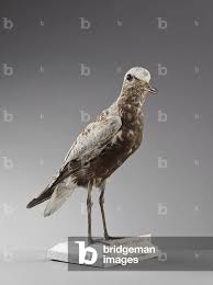 Attēlu rezultāti vaicājumam “Pluvialis squatarola”