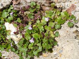 Attēlu rezultāti vaicājumam “Cymbalaria muralis”