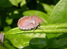 Attēlu rezultāti vaicājumam “Eurygaster testudinaria”