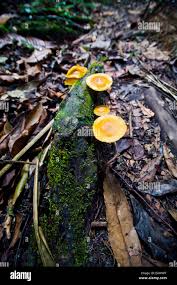 Attēlu rezultāti vaicājumam “Clavulinopsis cinerioides”