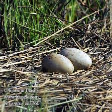 Attēlu rezultāti vaicājumam “Grus grus eggs”