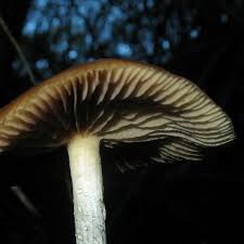 Attēlu rezultāti vaicājumam “Psilocybe sp.”