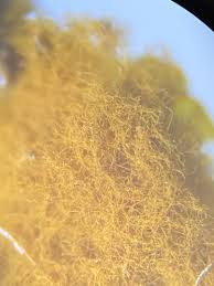 Attēlu rezultāti vaicājumam “Oligonema persimile”