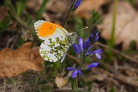Attēlu rezultāti vaicājumam “Anthocharis cardamines male”