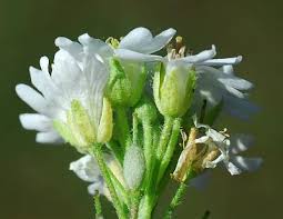 Attēlu rezultāti vaicājumam “Berteroa incana fruit”