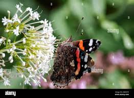 Attēlu rezultāti vaicājumam “Vanessa atalanta underside”