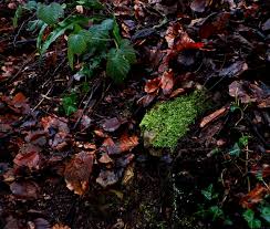 Attēlu rezultāti vaicājumam “Taxiphyllum wissgrillii”