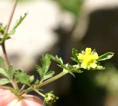 Attēlu rezultāti vaicājumam “Potentilla supina flower”