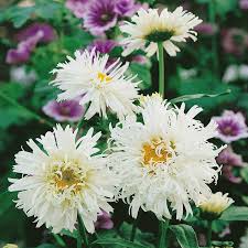 Image result for Chrysanthemum leucanthemum