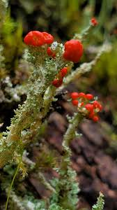 Attēlu rezultāti vaicājumam “Cladonia deformis”